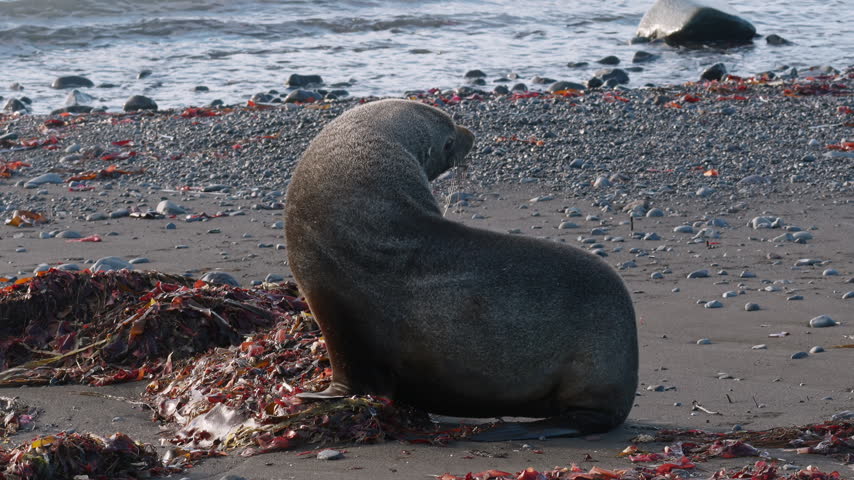 Elephant seal surrounded by seaweed near ocean