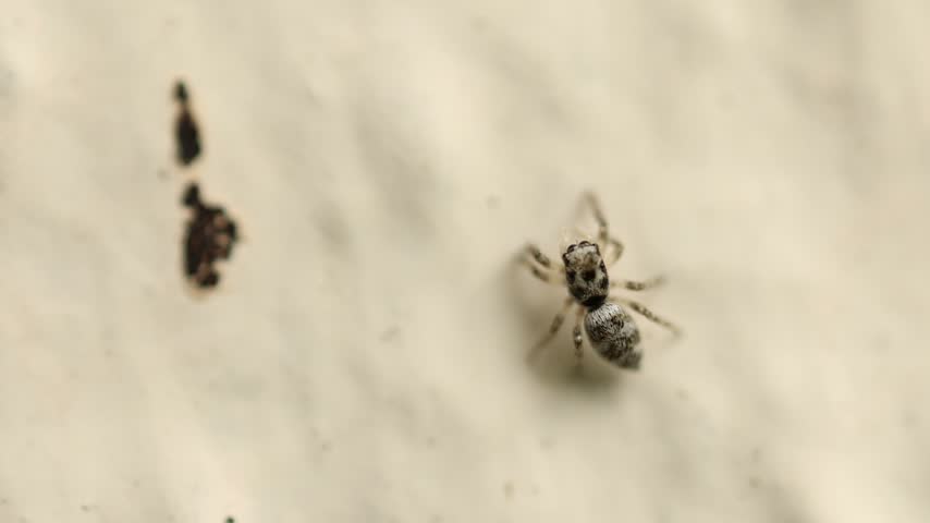 Slow Motion Macro Shot of a Zebra Jumping Spider, UK