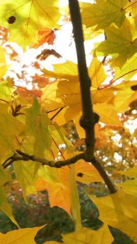 Bright sunlight shining through yellow and green maple leaves on a tree branch, creating warm lens flares and backlighting the colorful autumn foliage moving gently in the breeze