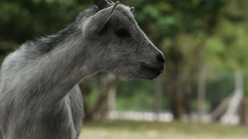 close-up portrait of a goat