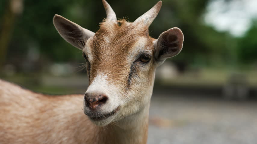 close-up portrait of a goat