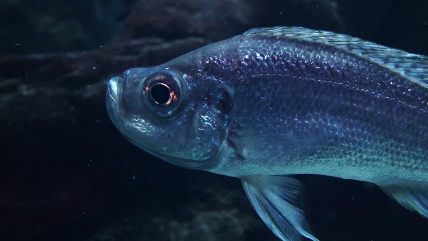 Fish swimming gracefully through dark water, showcasing its shimmering scales and fins while navigating around rocks and aquatic plants in an underwater environment