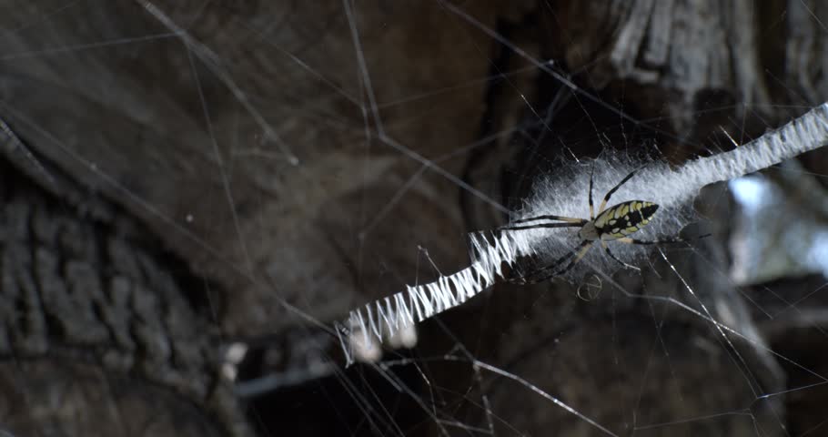 Yellow Garden Spider (Argiope aurantia) sitting in her web built on a log pile, the light bouncing off of the white silk pattern.