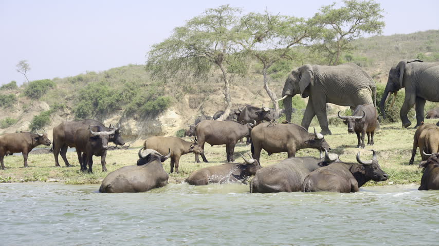 Herd of Cape buffalo (Syncerus caffer) laying in the water at riverbank, African elephant (Loxodonta africana) passing through, along the Kazinga channel, Queen Elizabeth N.P. Uganda.