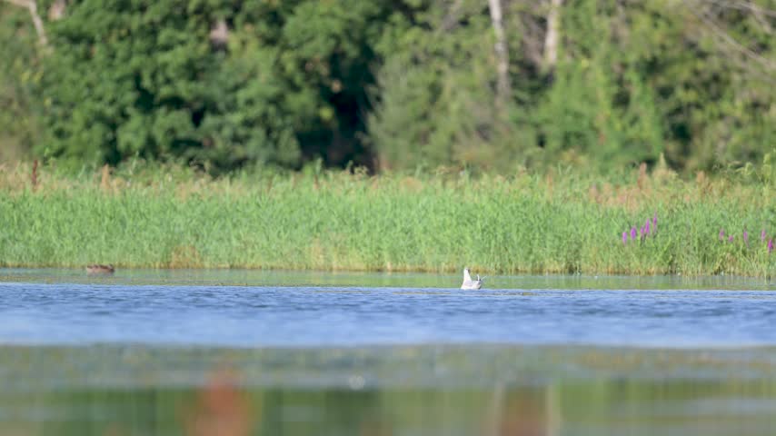 Black-headed gull swimming on the surface of a pond near a reed bed with a female Mallard duck in the background and house martins flying in the foreground in summer, région Centre, France, Europe