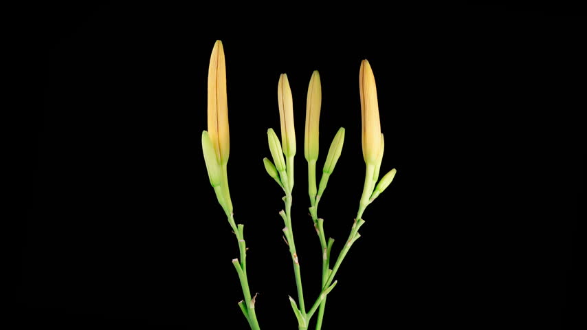 Orange Lily Blossoms. Time Lapse of Opening Beautiful Orange Lily Flowers. Black Background. 4K.