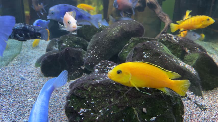 Diverse group of colorful cichlid fishes including bright yellow and blue swimming over rocks and sand in a fish tank.