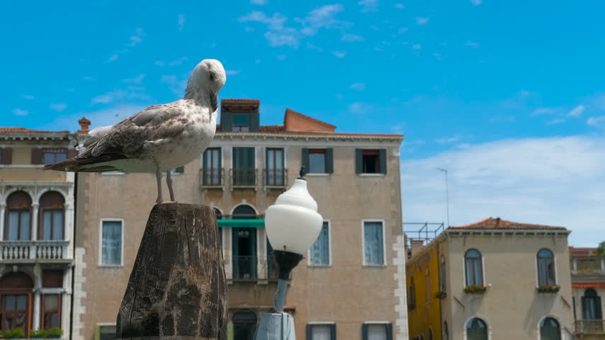 Seagull perched on wooden pole preening its feathers in venice. Seagull standing on weathered wooden pole, preening pristine feathers while overlooking iconic venetian architecture beneath blue sky