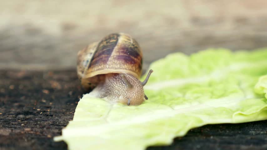 Snail crawls across a green lettuce leaf placed on rugged wood, showcasing its shell texture and movement in a garden or natural environment under soft light