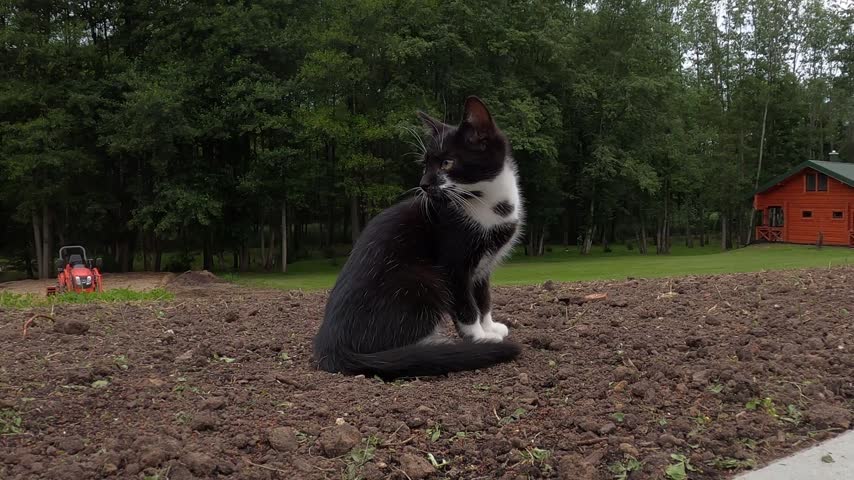 Black and white kitten sits, sniffs, and explores bare garden soil in a rural setting with woodland and a wooden cabin behind