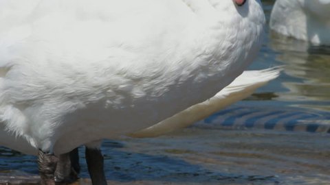 Swans in Geneva. Find similar clips in our portfolio.