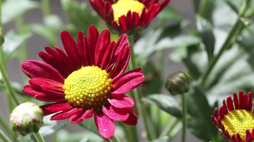 Close Up Red Flower Petals and Bright Yellow Center in Garden
