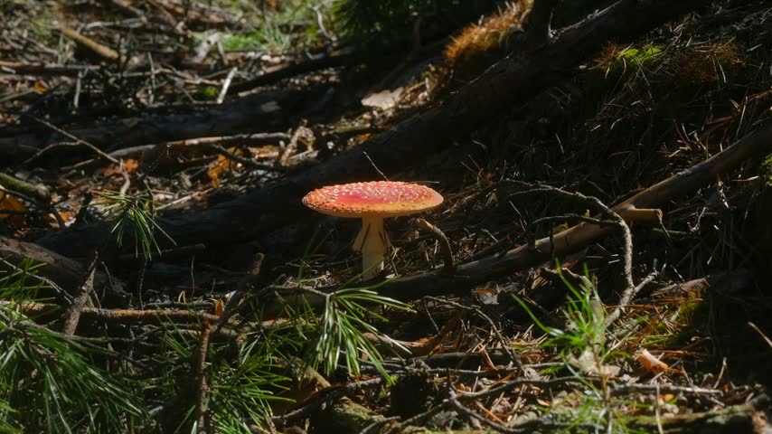 Sunlight illuminating beautiful but poisonous red fly agaric mushroom, amanita muscaria, growing on forest floor surrounded by pine needles, moss, fallen branches in autumn. Red fly agaric in forest