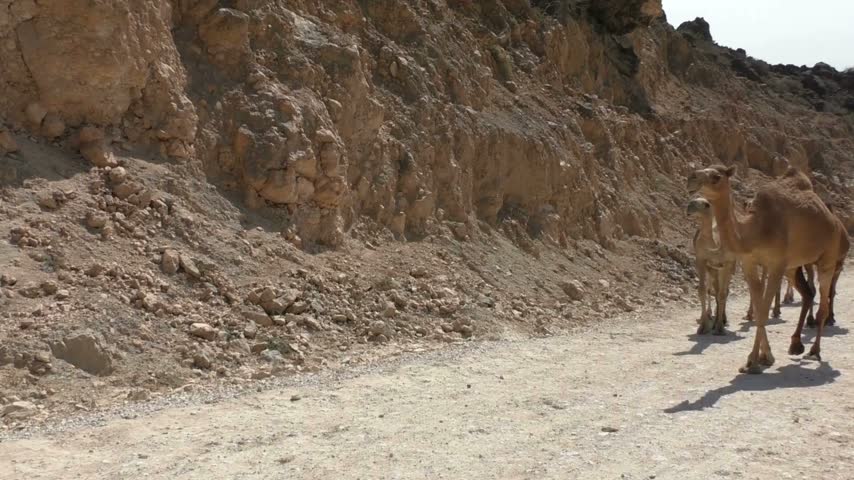 Group of camels moves along a sandy path in the desert. Rocky cliffs stand tall on each side, showcasing a natural landscape. Bright sun shines overhead in an arid environment.