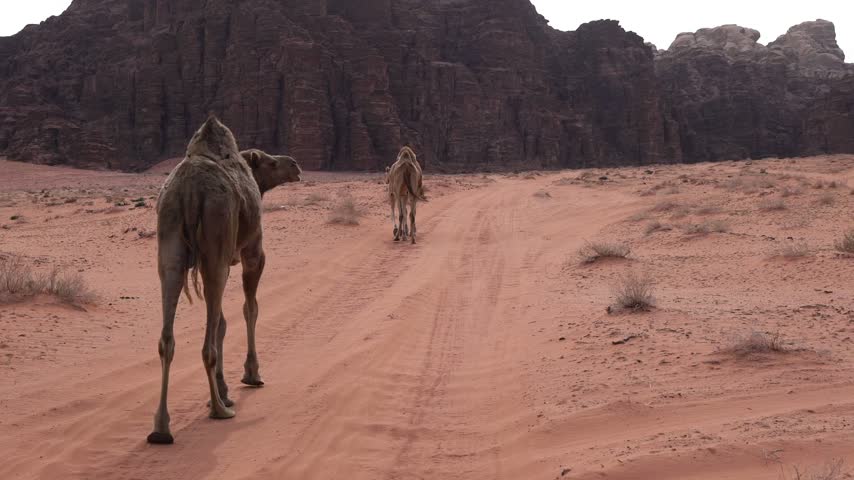 Group of camels treks across vast red sand dunes of Jordan desert valley with impressive rock formations under clear sky providing scenic travel adventure landscape background