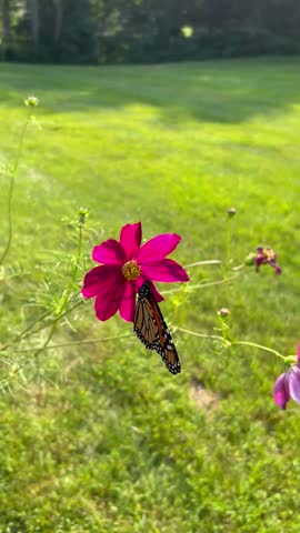 Monarch butterfly on a pink cosmos wild flower with a ginger cat in background