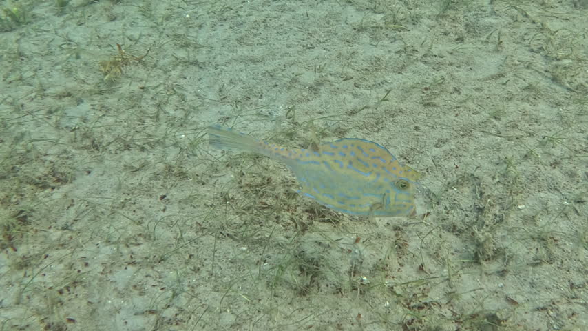Scrawled Cowfish Boxfish Foraging Along Sandy Seabed