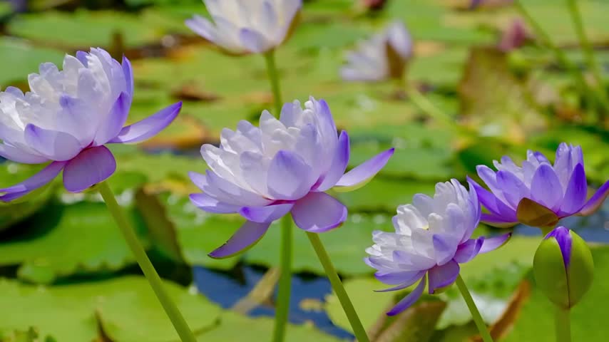 Beautiful purple and white water lily flowers blooming gracefully over green lily pads in a sunny aquatic garden, capturing tranquil tropical nature.
