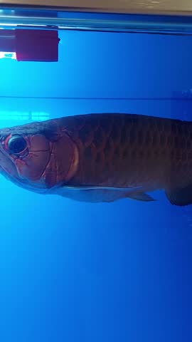 Video of beautiful golden crossback arowana fish with golden scales swimming in blue aquarium water.