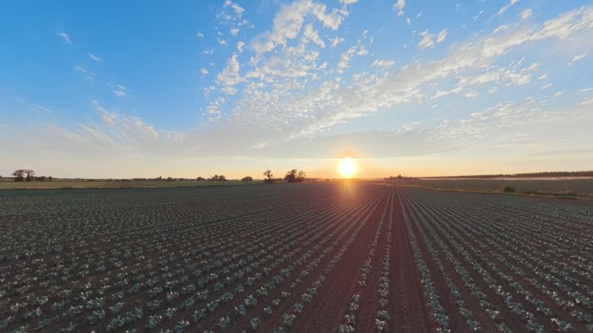 Golden sun sets over neat crop rows. Sky glows with soft blue and warm hues. Fields stretch wide under gentle light. Farmers might feel calm and proud. Ideal for farming, agriculture. Lincolnshire