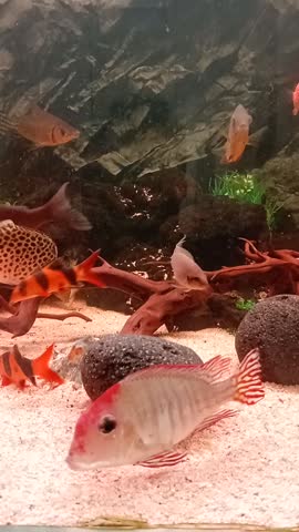 Title : 
Geophagus Red Head Tapajos Sifting Sand with Severum and Cichlids in Community Aquarium  


Description : 
Video of a freshwater community aquarium with Geophagus sp. Red Head Tapajos cichlid sifting and digging in white sand substrate. Other fish include red severum, striped severum, leopard ctenopoma, clown loach, and blackberry fish swimming around driftwood and lava rocks. South American cichlids showing natural behavior in a tropical fish tank.