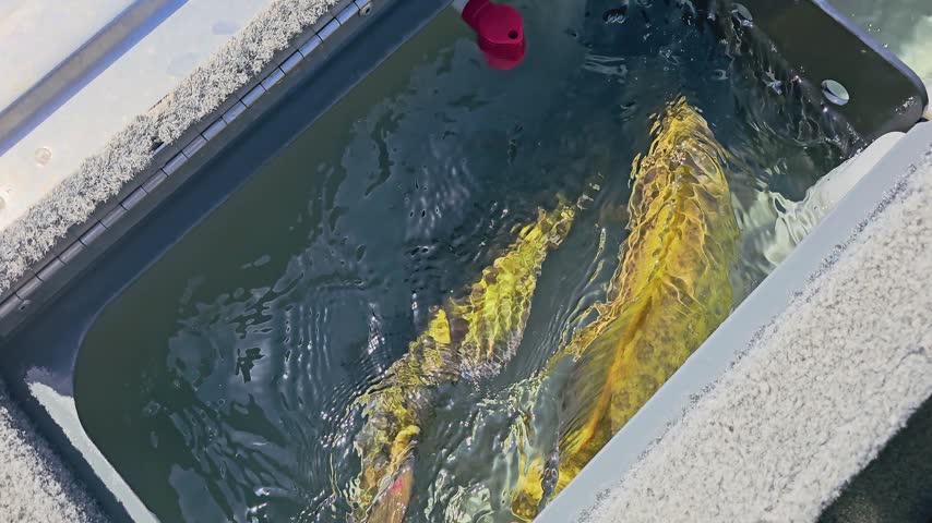 Close-up of smallmouth bass moving through clear live well water, with bright sunlight, fish shadows, aerator bubbles, and bass boat storage before release or weigh in.