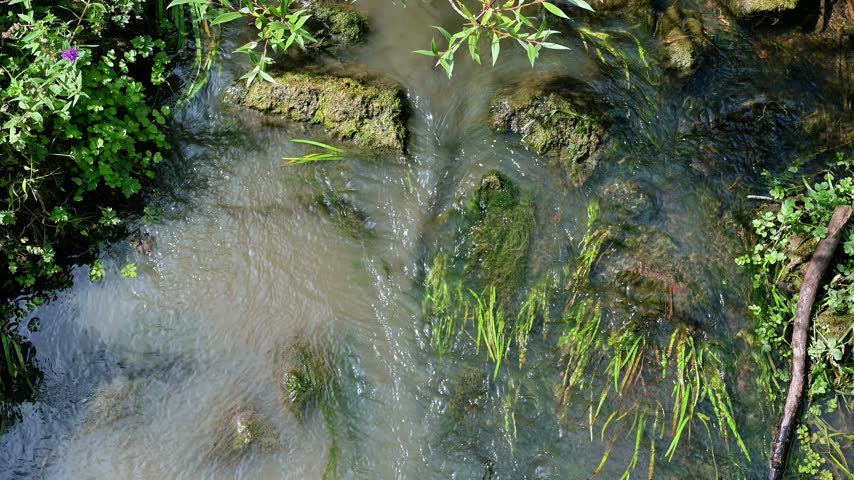 Shallow woodland water flowing gently around moss-covered rocks and submerged green vegetation in a natural stream