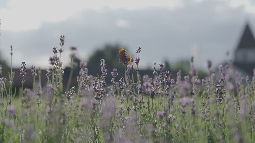 Butterfly in Focus with Horse Drawn Carriage Blurred in Background