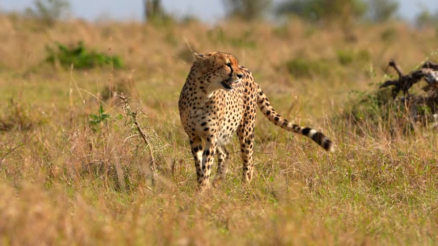 Cheetah Crossing the Golden Grasslands of Maasai Mara in Full Daylight