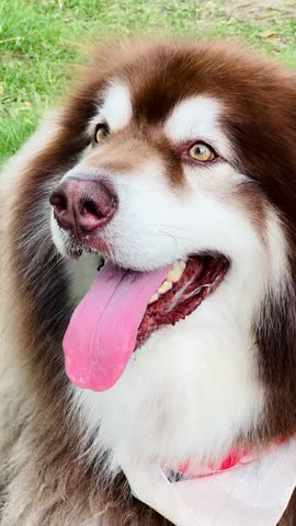 Close-up portrait of a happy Alaskan Malamute dog with brown and white fur, striking amber eyes, and tongue sticking out. Perfect for pet care, animal background, and domestic canine concepts.