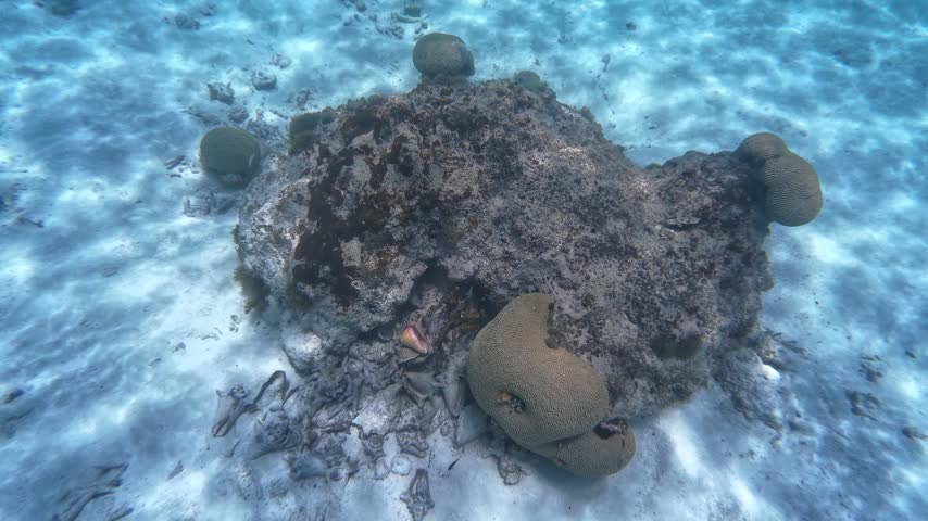 Slow motion underwater dive approach to a live queen conch beside coral on a sandy reef, underwater
