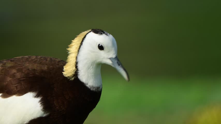 Catch a rare, intimate view of a focused wetland hunter, highlighting the rich dark body color contrasting with its brilliant white neck.