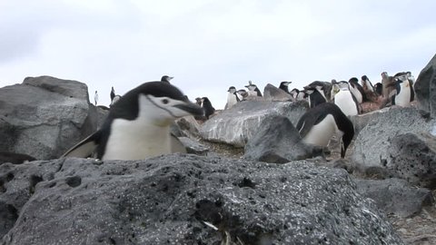 Chinstrap penguin walks toward camera in Antarctica Stock Video