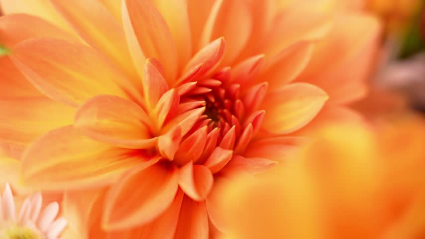 Autumn garden colorful flowers. Beautiful autumnal bouquet dahlia chrysanthemum. Red pink orange fall color fall floral background. Flower shop and florist design concept