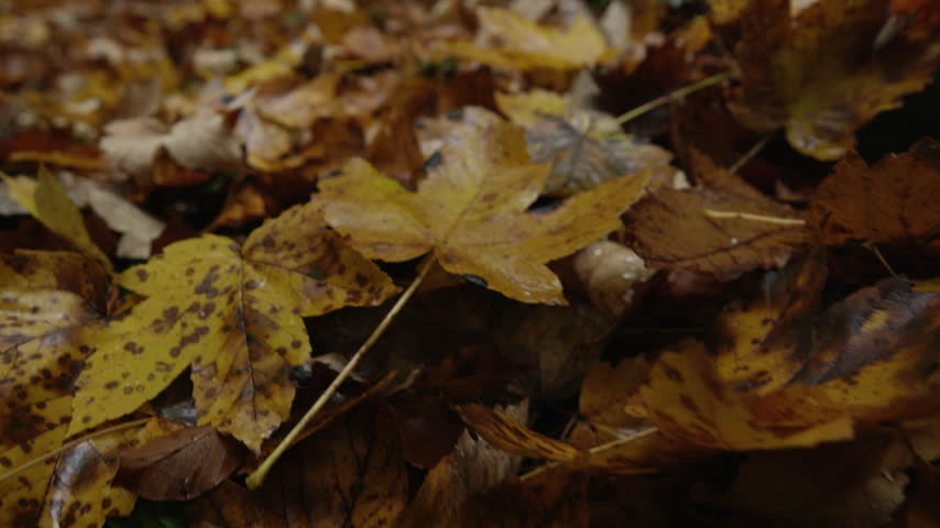 CLOSE UP, DOF: Wet yellow and brown autumn leaves covering the forest floor after rain. Moist fallen foliage creates a rich leafy carpet with natural colours and textures in a damp woodland in fall.