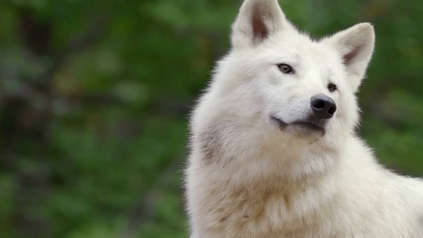 A majestic portrait of an Arctic wolf with thick white fur, pointed ears, and alert eyes, looking slightly upward against a blurred green forest background.