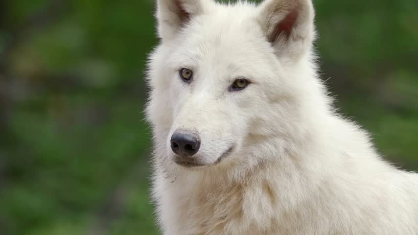 An up-close portrait of an Arctic wolf with soft white fur, sharp amber-brown eyes, and pointed ears, looking forward against a softly blurred green forest background.