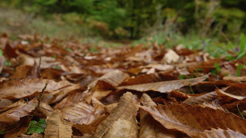 CLOSE UP, DOF, SLOW MOTION: Chestnut burr drops onto a wet carpet of autumn leaves in the forest. Spiky husk bounces among brown leaf litter. Woodland filled with seasonal details and earthy colours.