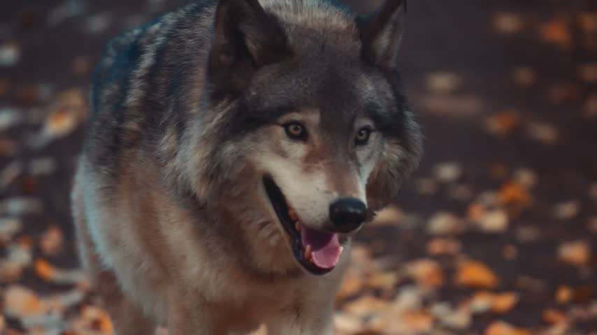 An up-close portrait of an Arctic wolf with soft white fur, sharp amber-brown eyes, and pointed ears, looking forward against a softly blurred green forest background.
