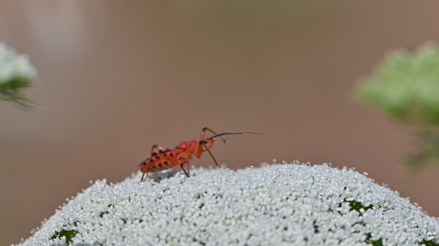 Close-up profile of a Red assassin bug (Rhynocoris iracundus) resting on a blooming white wildflower on a sunny summer day.