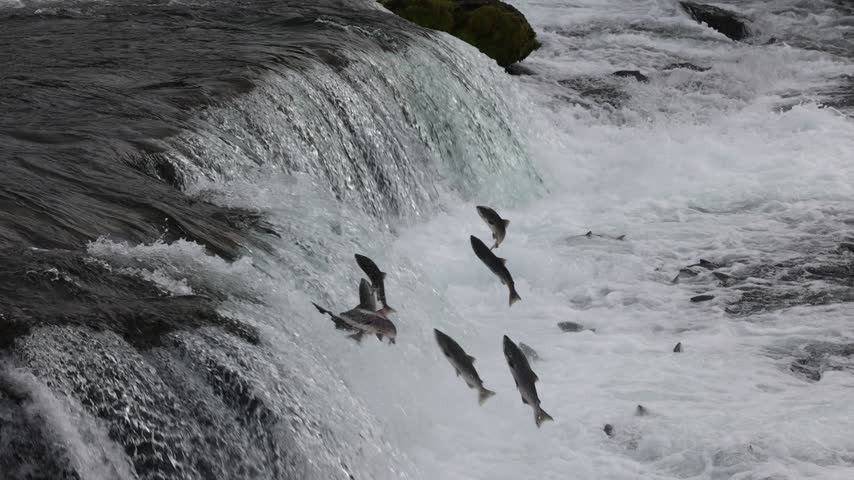 Sockeye salmon jumping at brooks falls katmai national park alaska