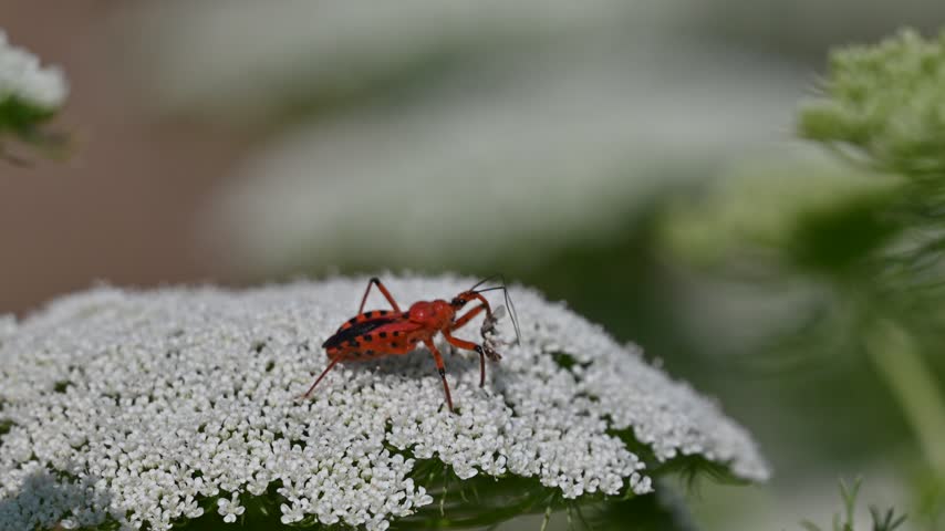 Red assassin bug (Rhynocoris iracundus) feeding on a small prey insect on top of a white flower in the wild, macro wildlife photography.