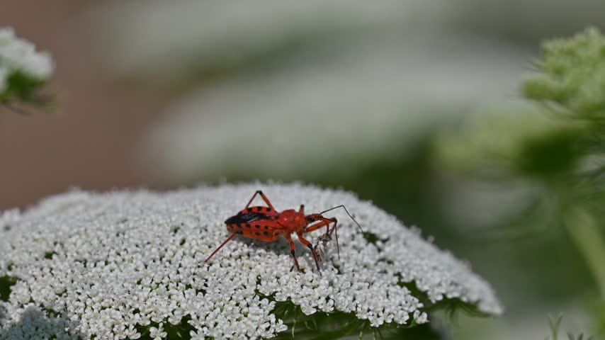 Red assassin bug (Rhynocoris iracundus) feeding on a small prey insect on top of a white flower in the wild, macro wildlife photography.