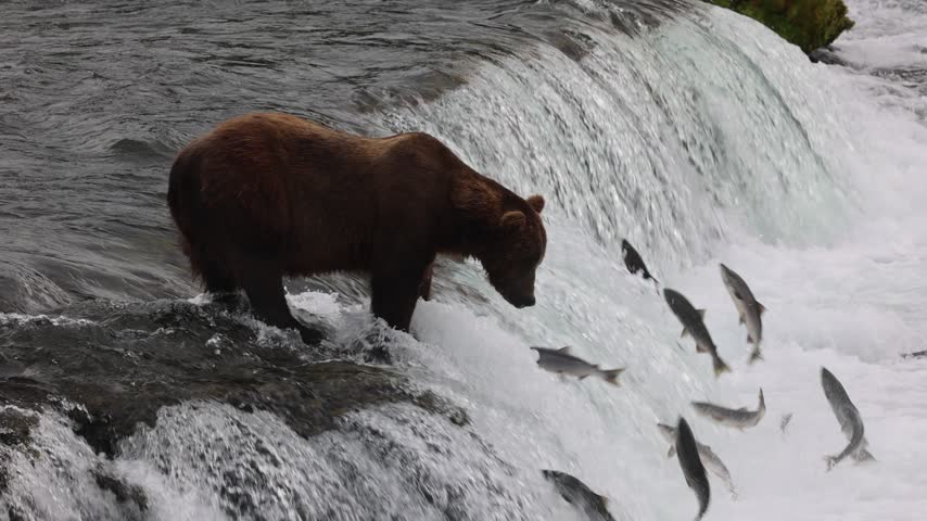 Brown bear catches salmon at brooks falls katmai national park alaska