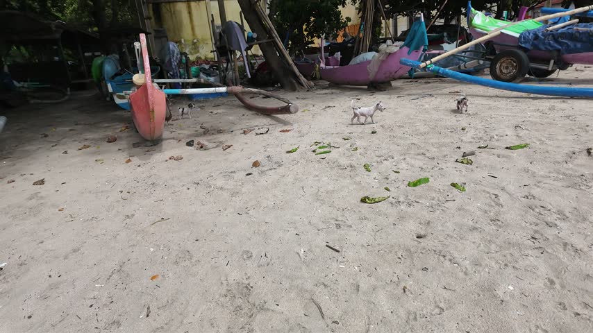Two small white puppies with black patches explore a sandy coastal area beside traditional outrigger fishing boats, approaching and sniffing an outstretched hand in Bali, Indonesia.