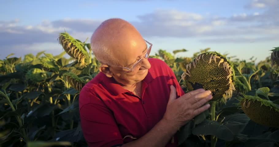 Close up shot of senior farmer in red shirt examining giant sunflower head in field at sunset.
