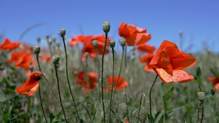 Vibrant red poppy flowers and green seed pods sway gently in a sunlit meadow under a clear blue sky during a warm summer day. Concept of natural beauty, growth, and summer serenity.