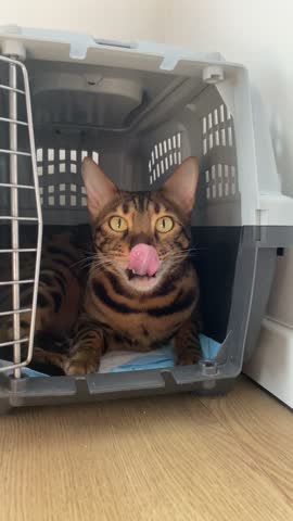 A Bengal cat sits inside a gray plastic pet carrier on a wooden floor. The cat looks towards the camera, lowers its head to sniff the floor of the crate, and licks its lips. The shot is captured at a close-up angle with natural indoor lighting