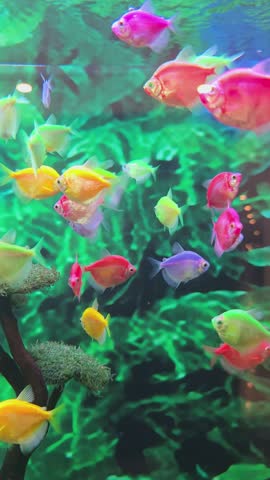 School of colorful neon GloFish tetra swimming in aquarium tank.