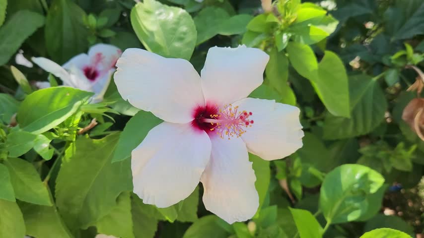 Vibrant white hibiscus flowers with deep red centers and yellow stamens